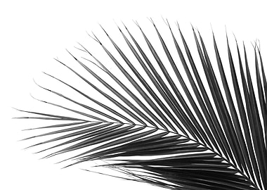 Minimal Palm Leaf 3