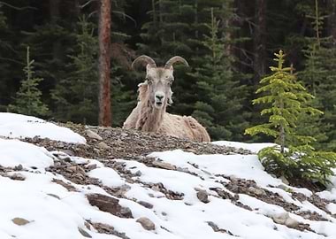 Mountain sheep