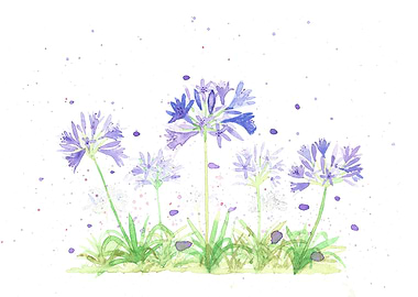 Agapanthus flowers