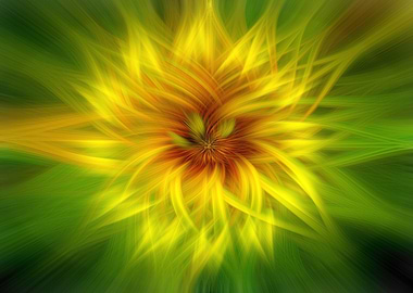 The abstract sunflower