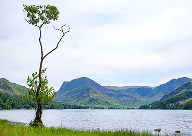 Lake Tree