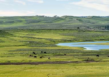 Bison Herd at Yellowstone