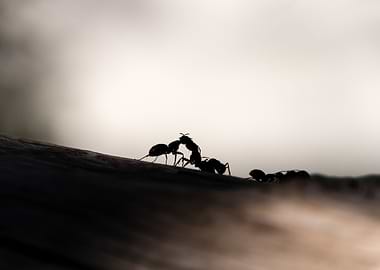 Fighting Ants