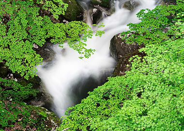 New Green on the Stream