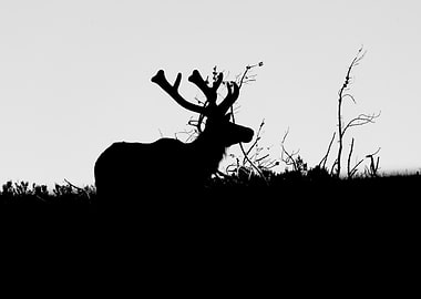 Silhouette of an Elk