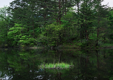 Tranquil Lake View
