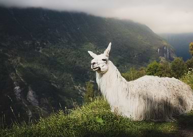 Relaxing Llama in Mountain