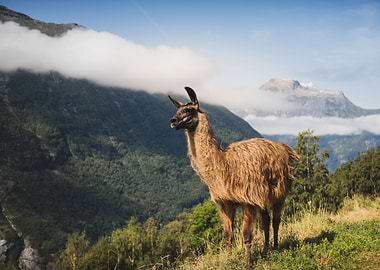 Llama in Mountains