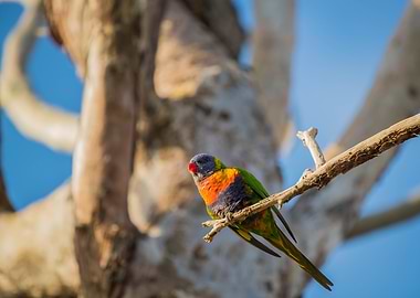 Rainbow Lorikeet