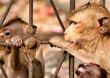 Crabeating macaque