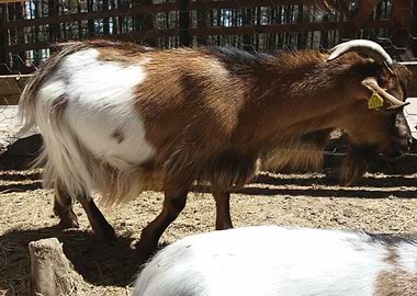 Goat animal photo at the