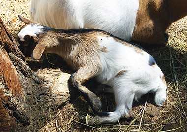 Little goat baby animal p