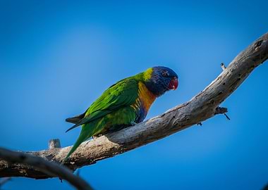 Rainbow Lorikeet