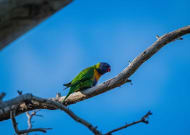 Rainbow Lorikeet
