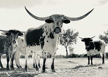 Texas Longhorns
