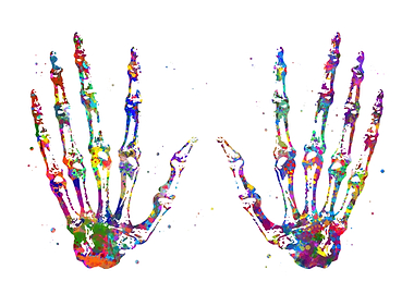 Hand Bones