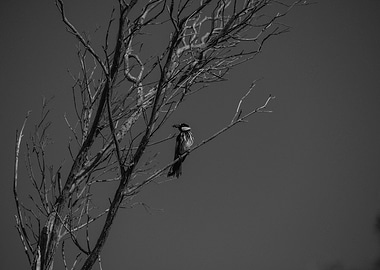 Dead tree black and white