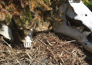 Animal skull photo at the