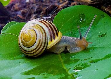 Snail at Leaf Nature