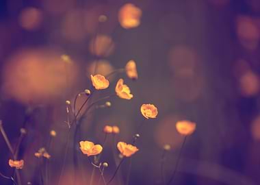 Yellow summer meadow