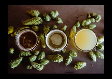 Beer Drinker Drinking