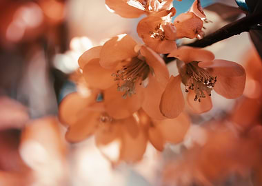 Spring flowers in garden