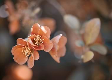 Orange flower, macro,trees
