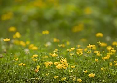 Yellow wildflower field