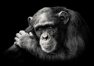 Chimpanzee Deep in Thought