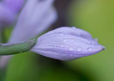 Droplets on Hosta flower