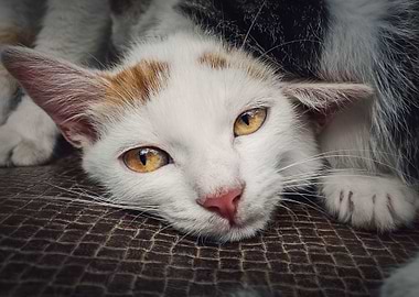 Abandoned kitten