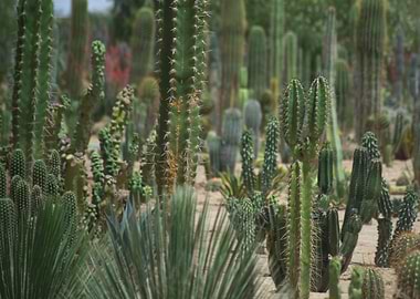 Cactus Farm