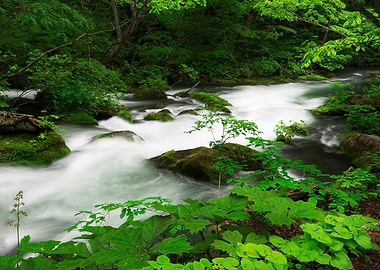 Spring green Oirase Creek