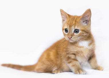 Ginger Kitten