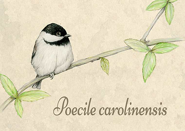 Chickadee illustration
