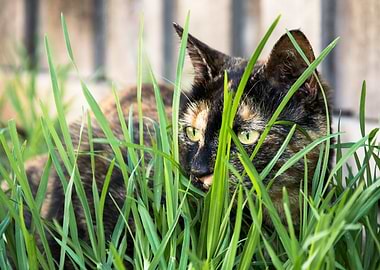 Cat in the grass