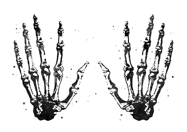 Hand Bones Anatomy