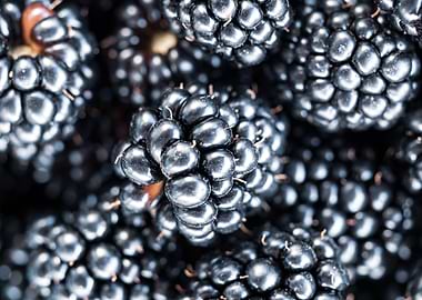 Blackberries