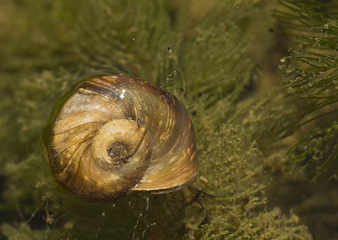 Shell in algae