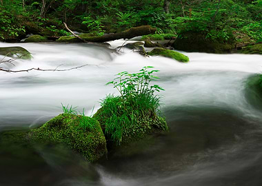 Spring green Oirase Creek