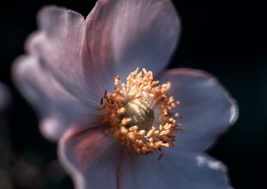 Anemone, pink macro flower