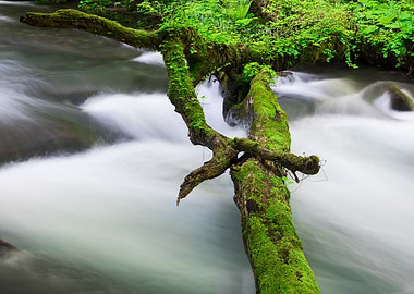 Spring green Oirase Creek