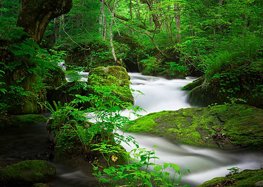 Spring green Oirase Creek