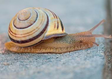 Snail