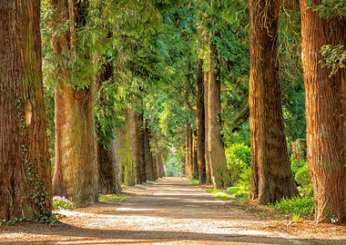 Nature Trees Park Woods