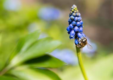 Bee on a Muscari