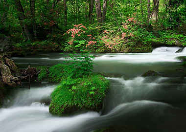 Spring green Oirase Creek