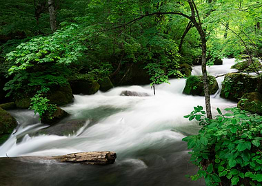 Spring green Oirase Creek