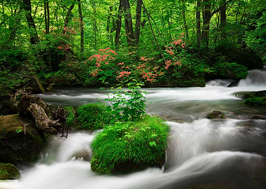 Spring green Oirase Creek