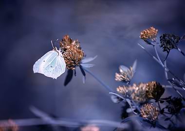 Butterfly on the meadow